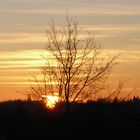 Baum beim Sonnenaufgang