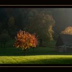 Baum beim Sonnenuntergang