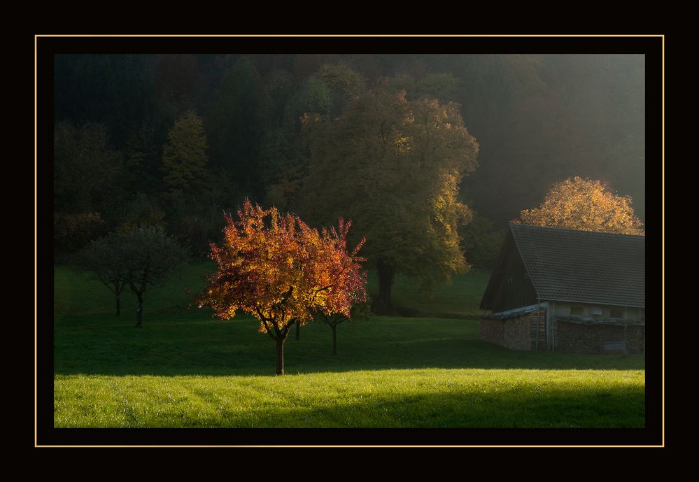 Baum beim Sonnenuntergang