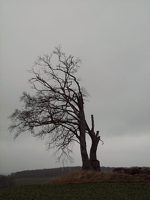 Baum beim Sterben