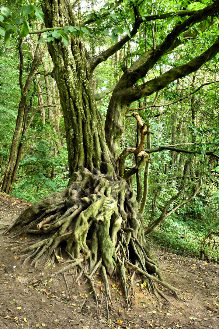 Baum beim Wikinger Dorf Haithabu