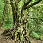 Baum beim Wikinger Dorf Haithabu