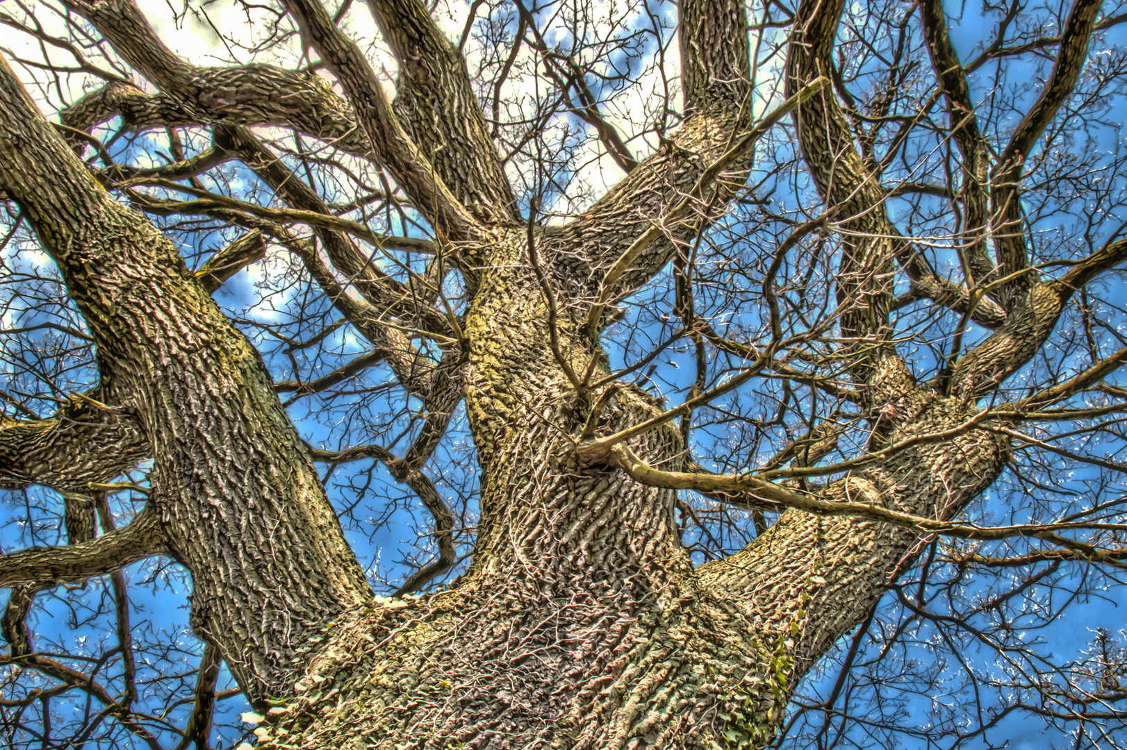 Baum Beimoor