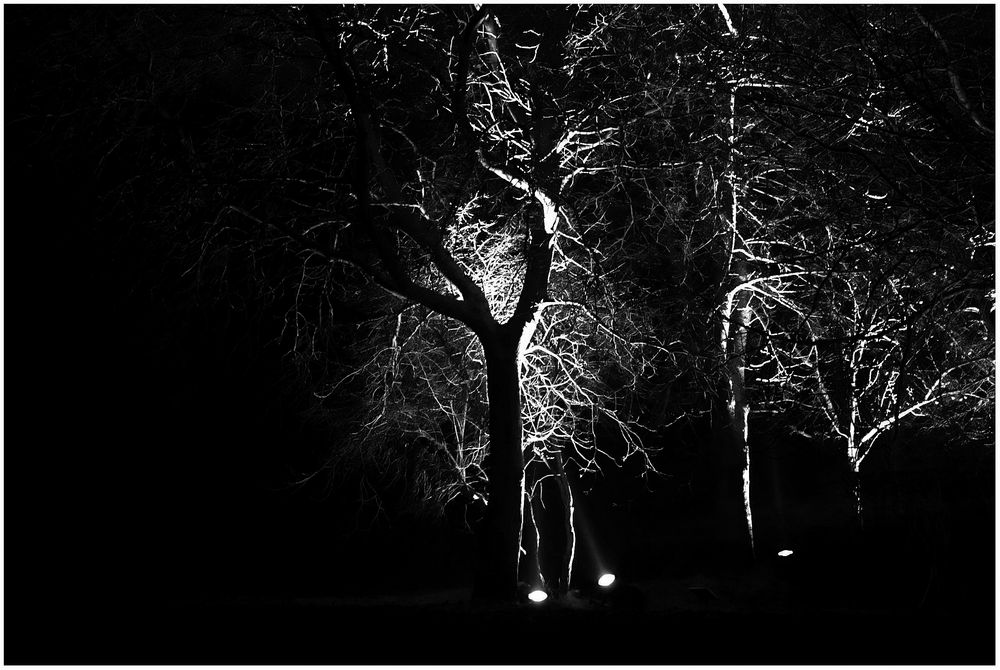 Baum-Beleuchtung Foto & Bild | fotokunst, monochrome fine art