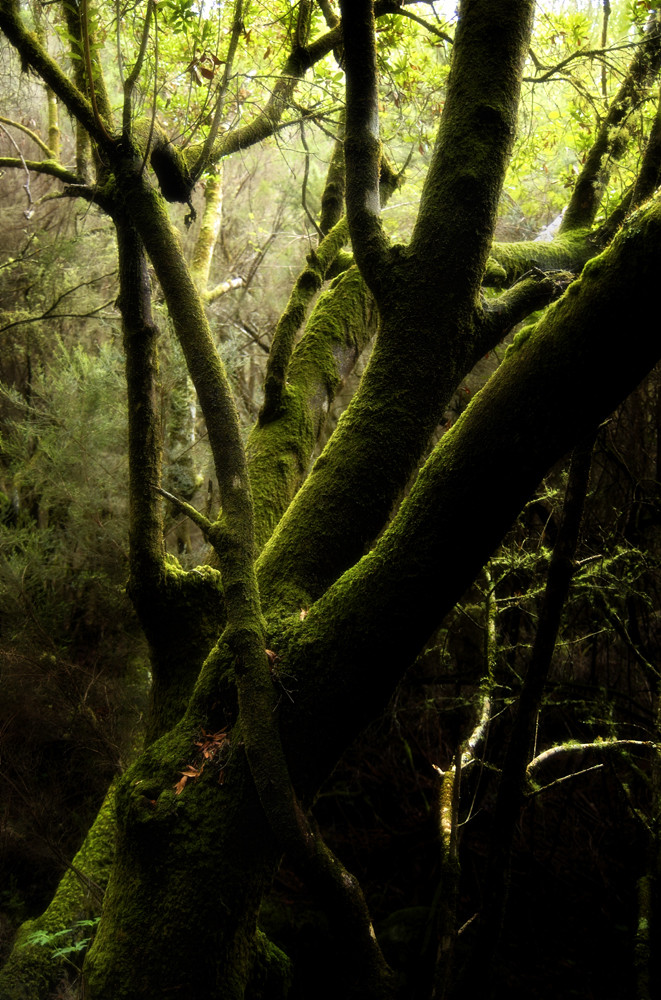 Baum bemoost II, Nebelwald, La Gomera