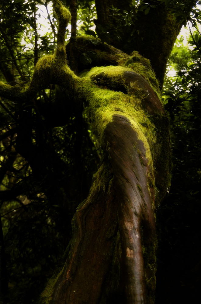 Baum bemoost, Nebelwald, La Gomera