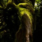 Baum bemoost, Nebelwald, La Gomera