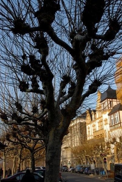 Baum - Bernkastel Kus