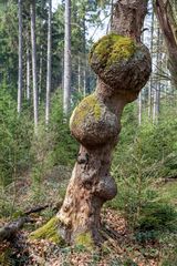 Baum-Beulen im Reinhards-Urwald