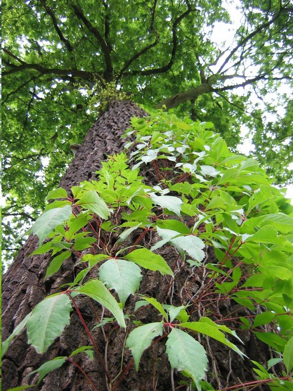 Baum bist du schön!