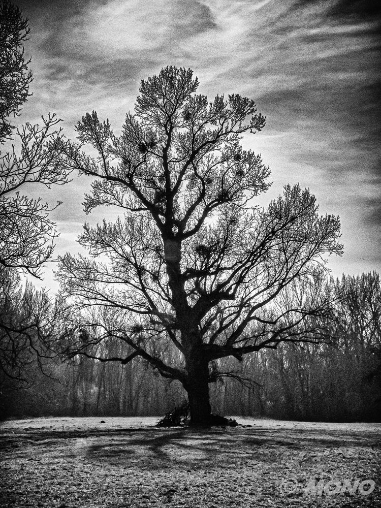 Baum black & white