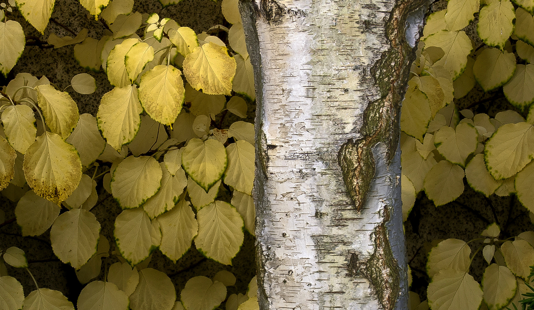 Baum & Blatt...