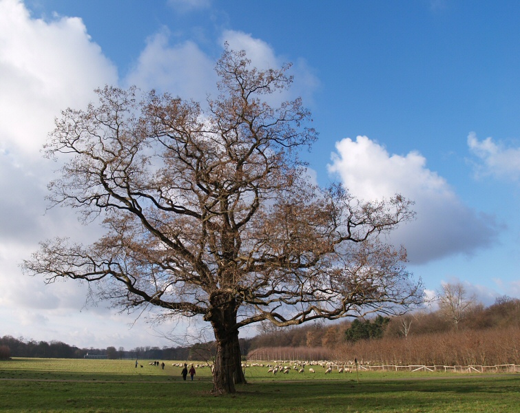 Baum - Blauer Himmel - Blökende Schafe