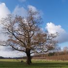 Baum - Blauer Himmel - Blökende Schafe