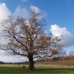 Baum - Blauer Himmel - Blökende Schafe