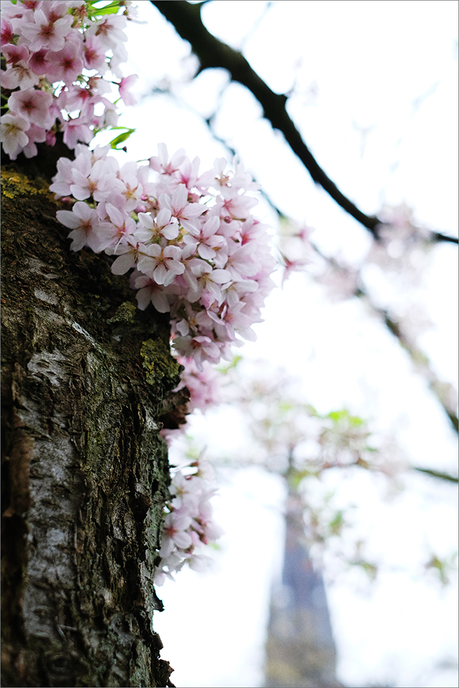 baum-blüten