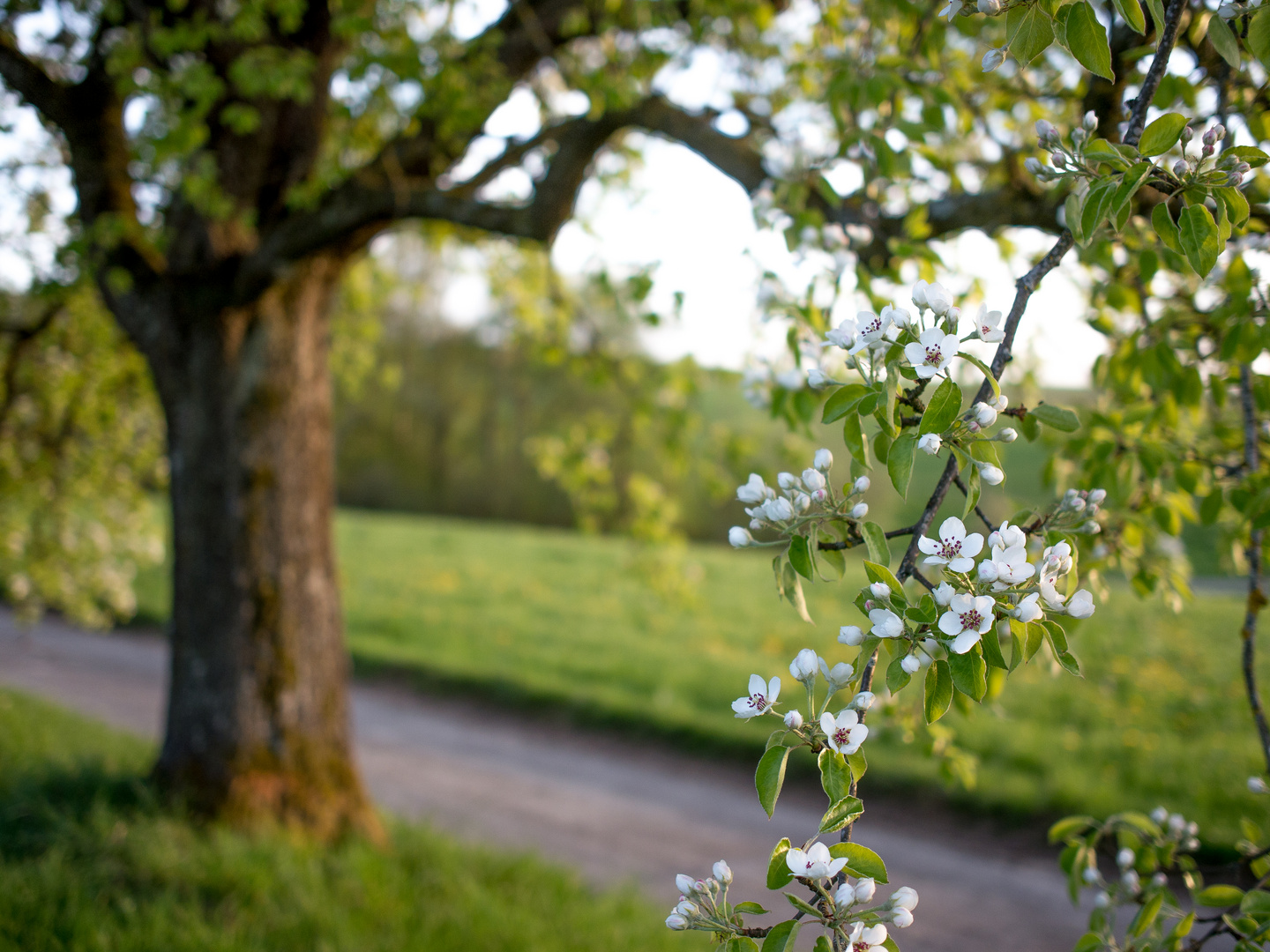 Baum, Blume, Bo