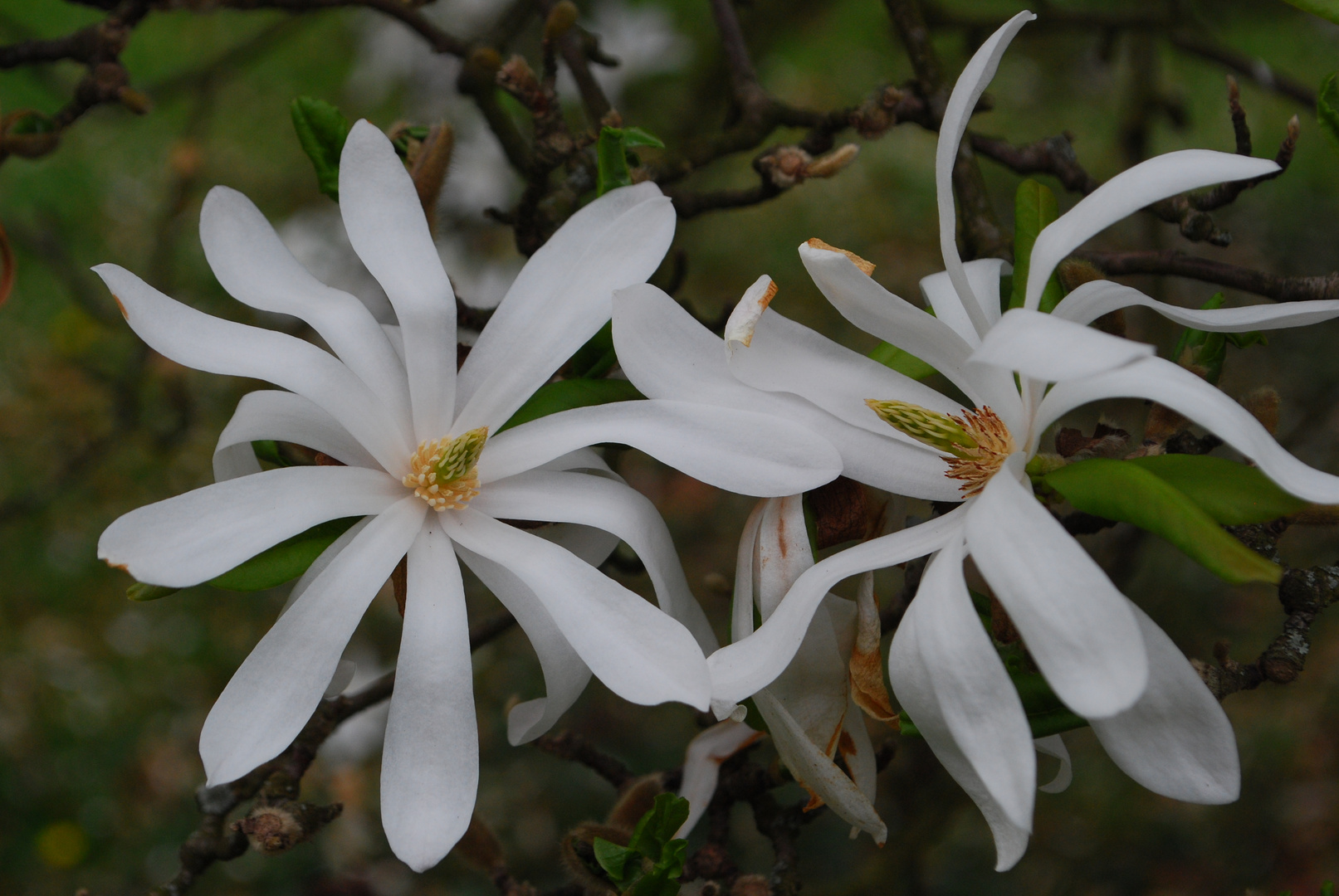 Baum-Blumen