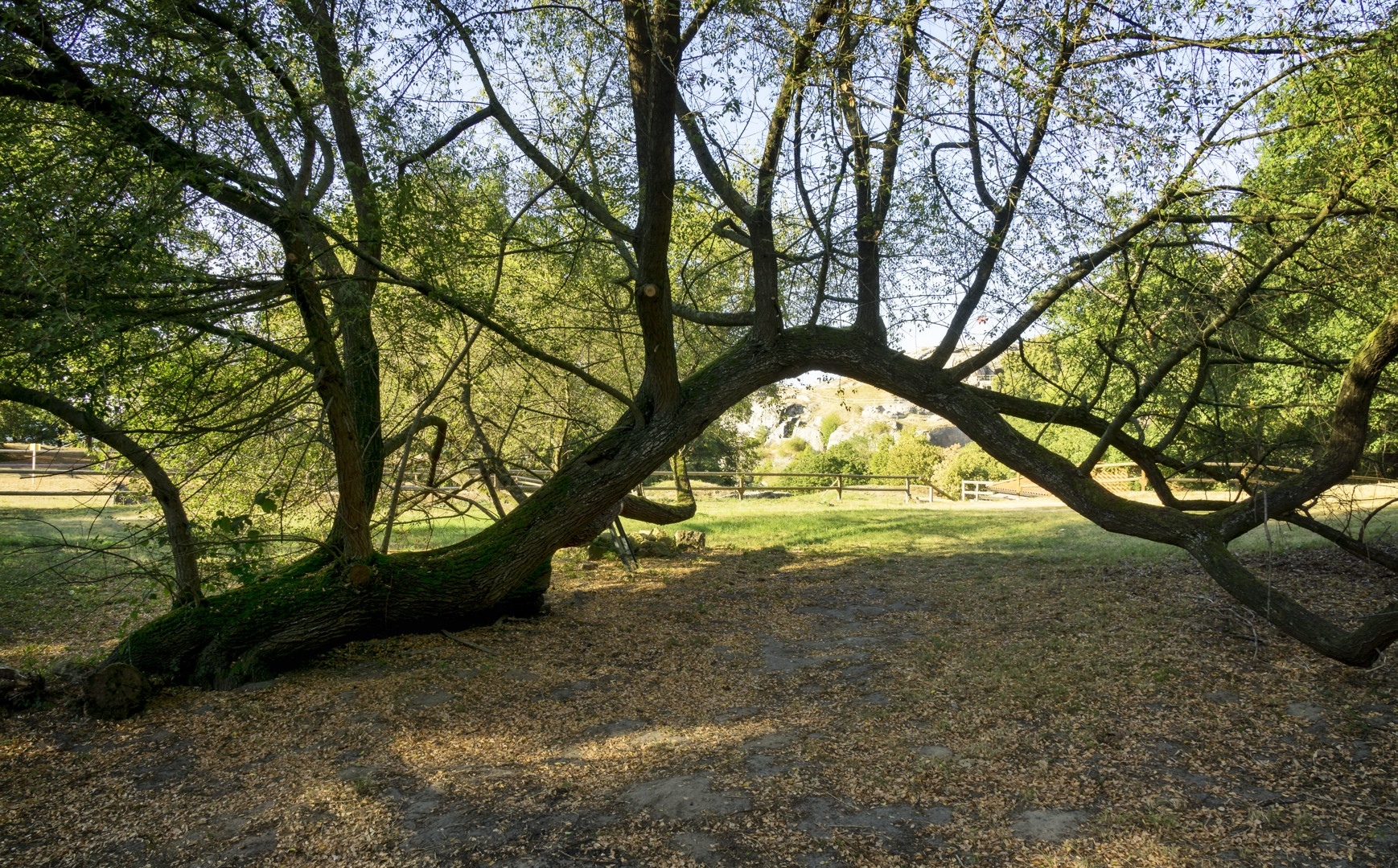 Baum | Bogen