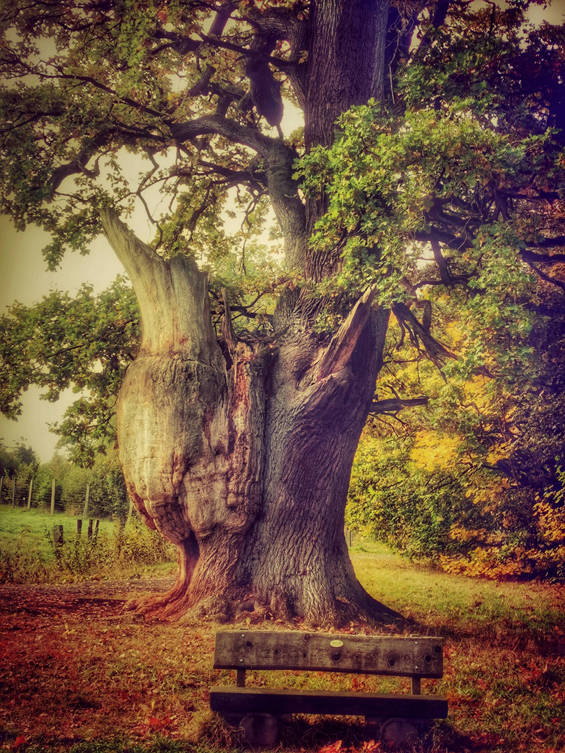 Baum Bombastika