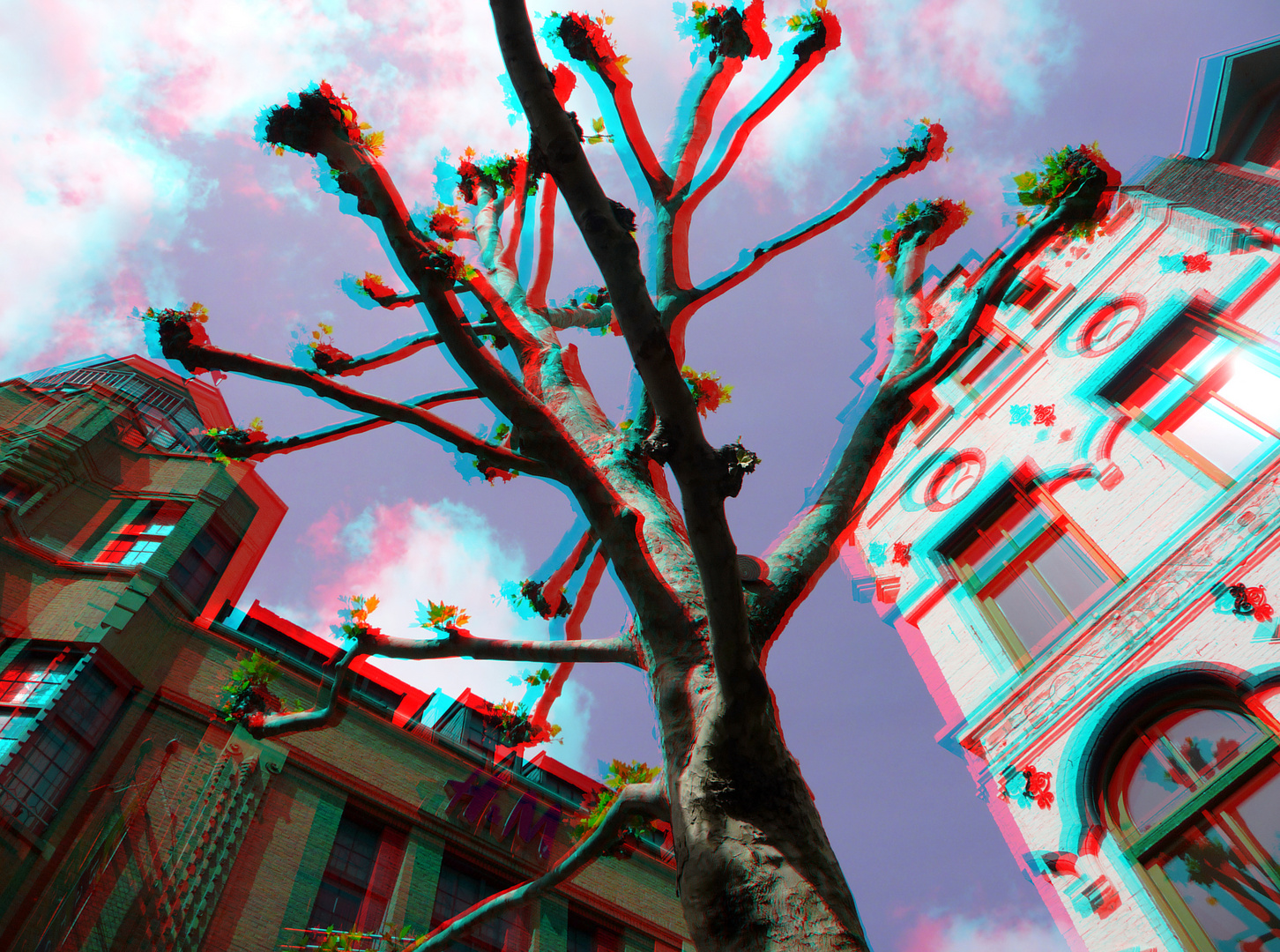 Baum Breda 3D