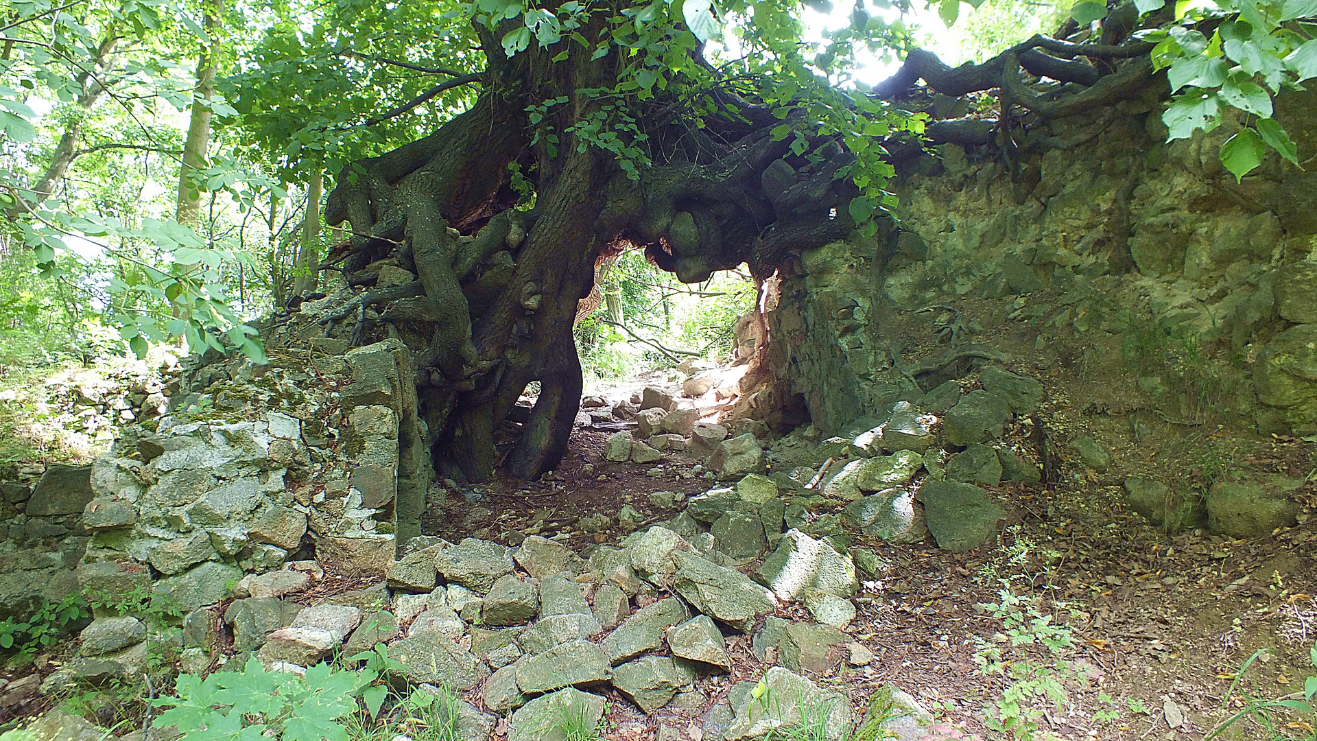 Baum Brücke