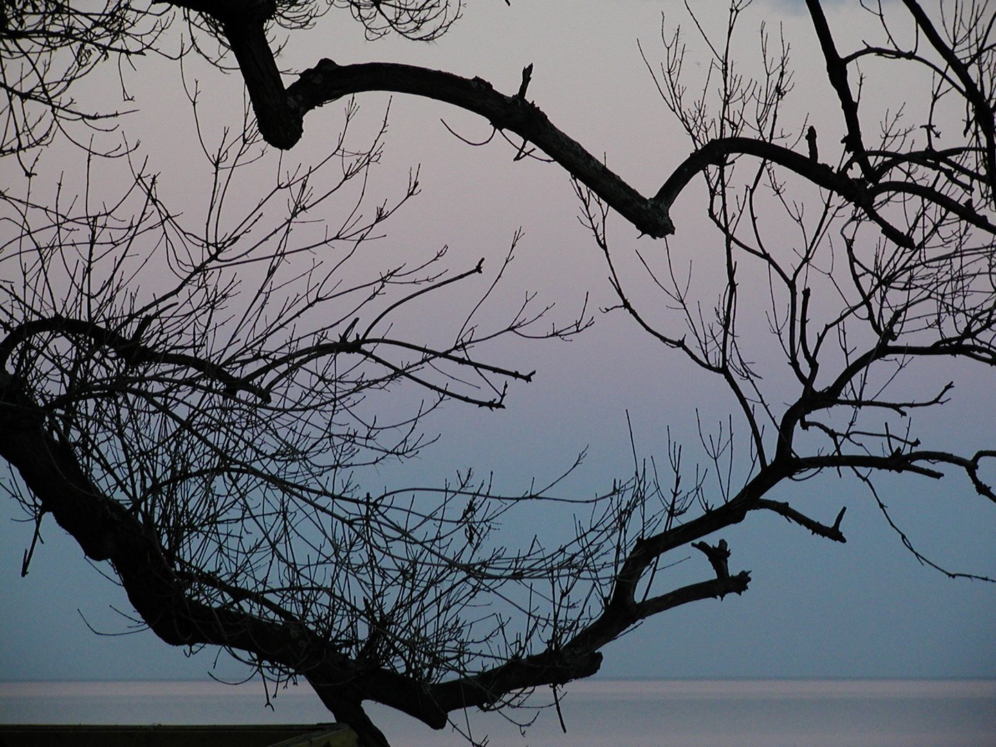 Baum, Bulgarien