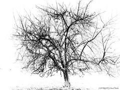 Baum b/w