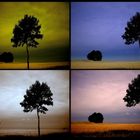 Baum-Collage