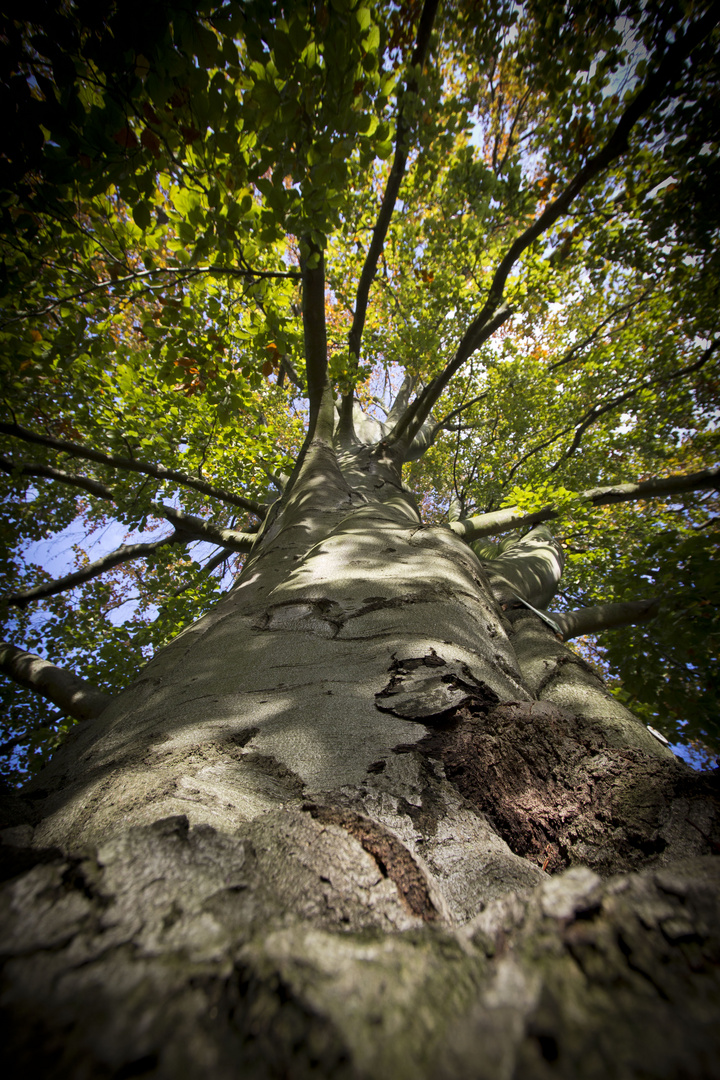 Baum Denkmalschutz