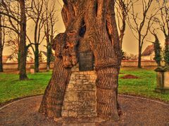 Baum der Erinnerung