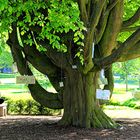 Baum der Erinnerung