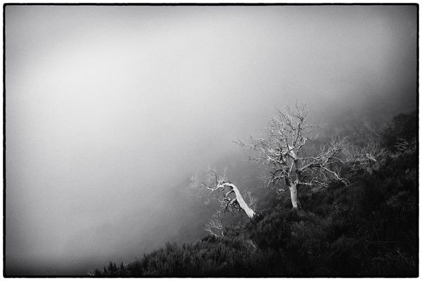 Baum der Erinnerungen