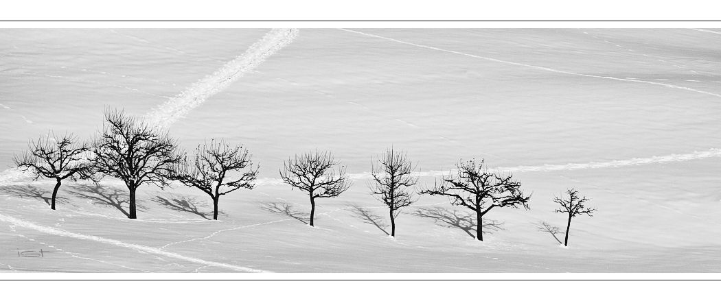 Baum der Erkenntnis