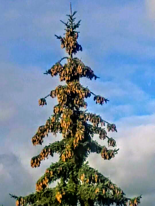 Baum der Erkenntnis