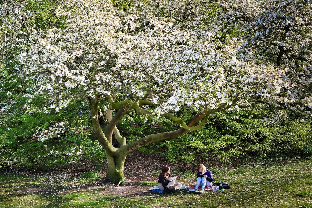Baum der Erkenntnis Foto & Bild landschaft, jahreszeiten, lebensräume