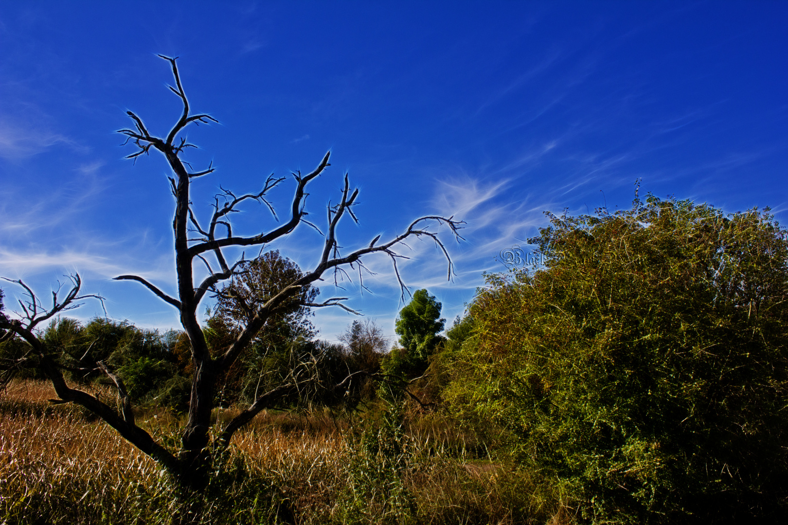 Baum der Erkenntnis