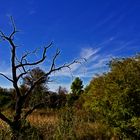 Baum der Erkenntnis