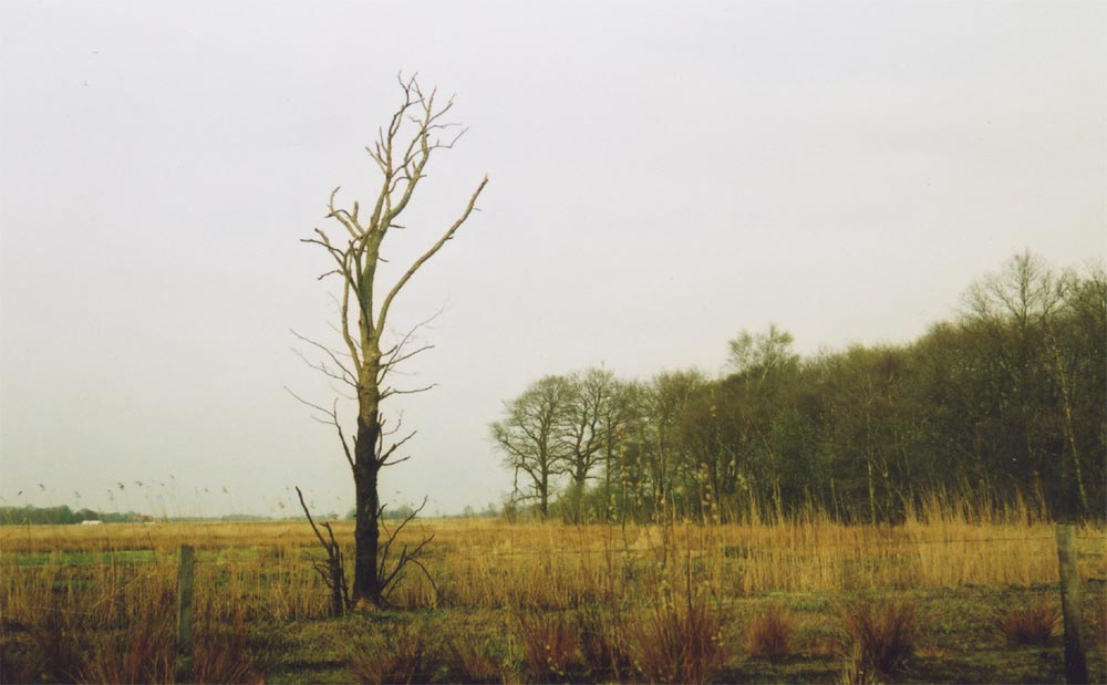 Baum der Erkenntnis