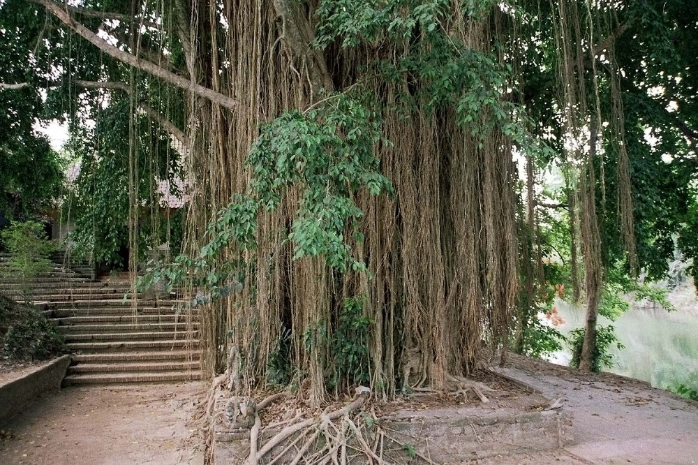 Baum der Erleuchtung