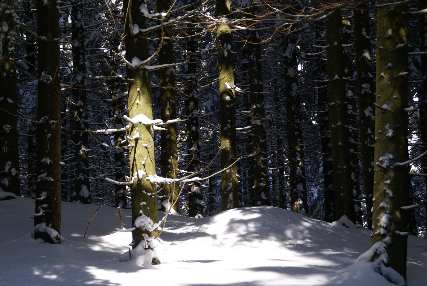 Baum der Erleuchtung