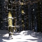 Baum der Erleuchtung