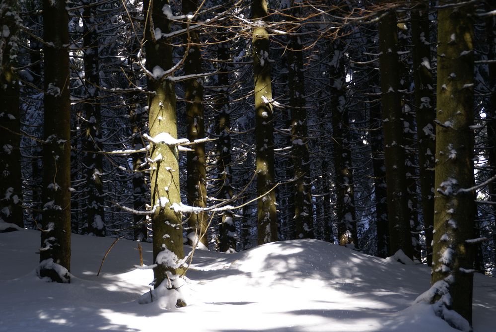 Baum der Erleuchtung von schwarzwaldelch 