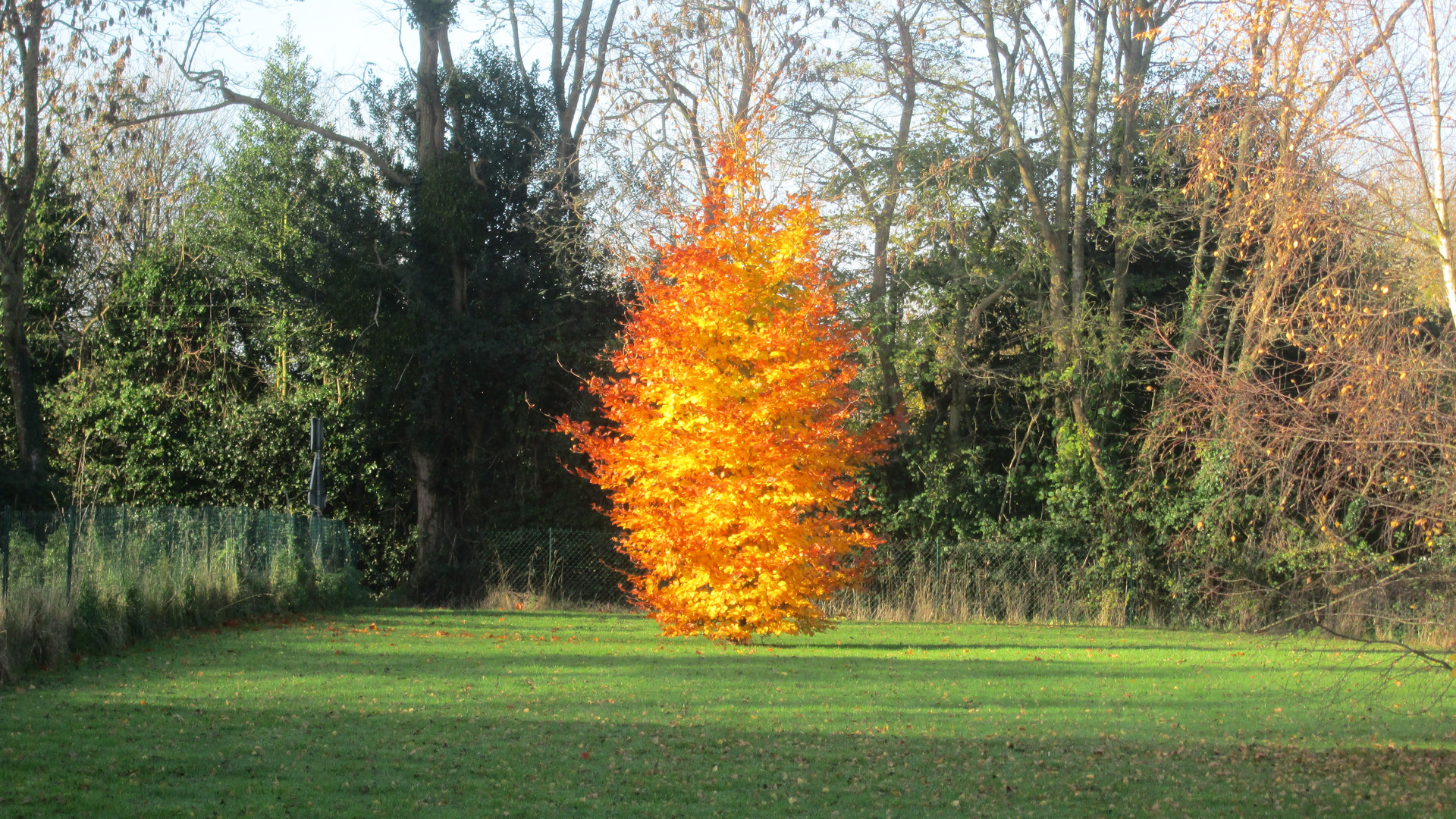 Baum der Erleuchtung