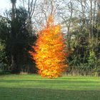 Baum der Erleuchtung