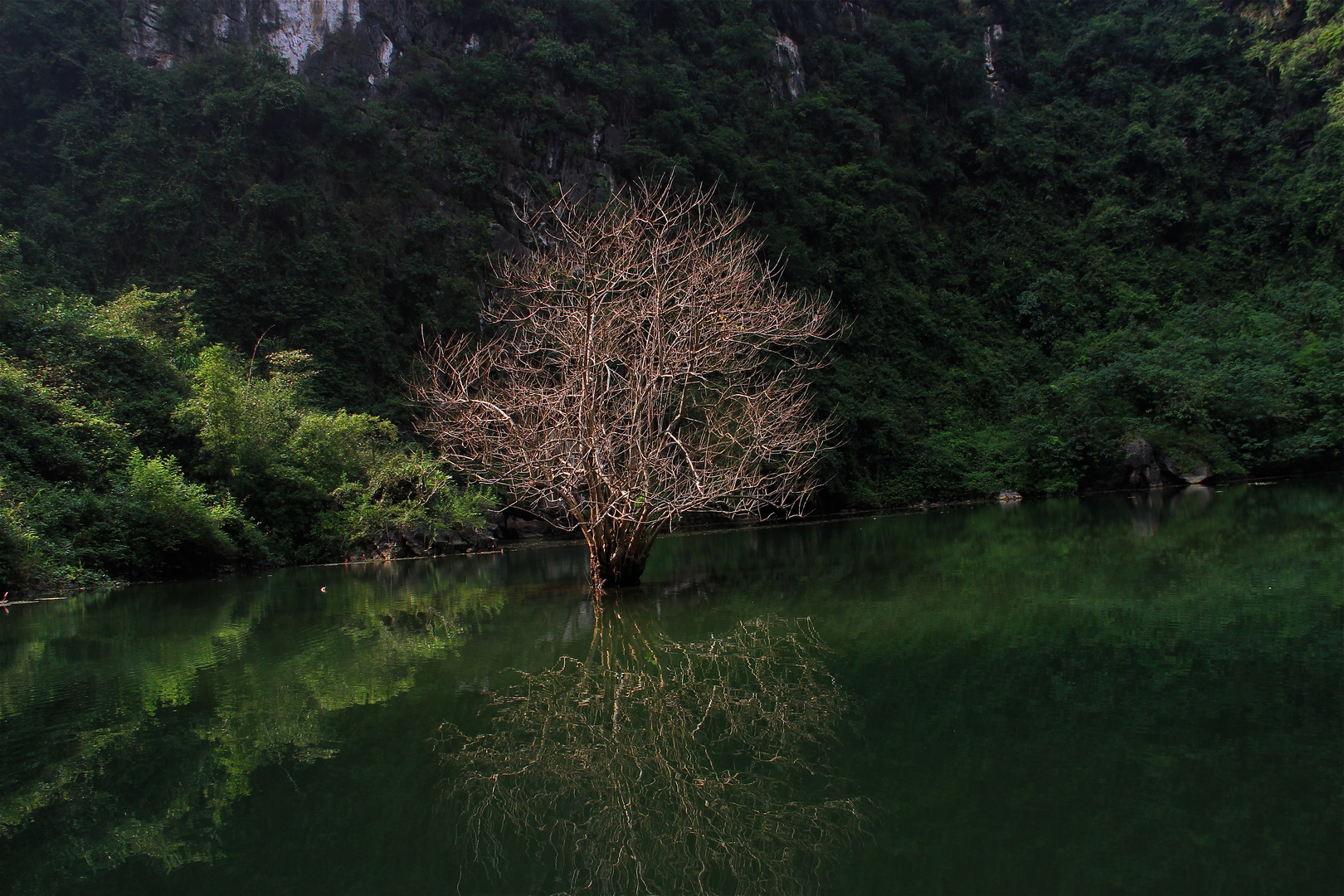 Baum der Erleuchtung