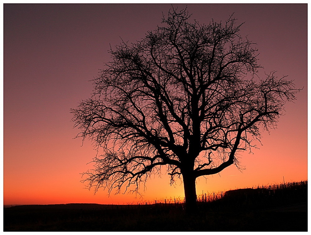 *Baum der Erleuchtung*