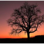 *Baum der Erleuchtung*