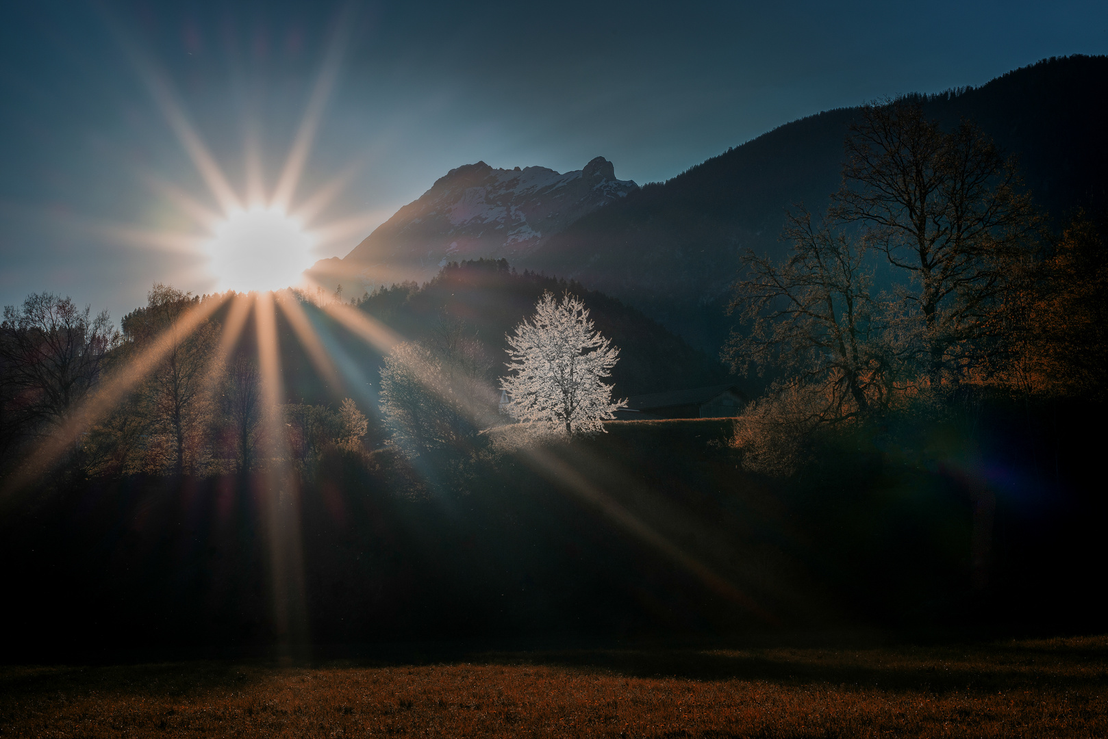 Baum der Erleuchtung