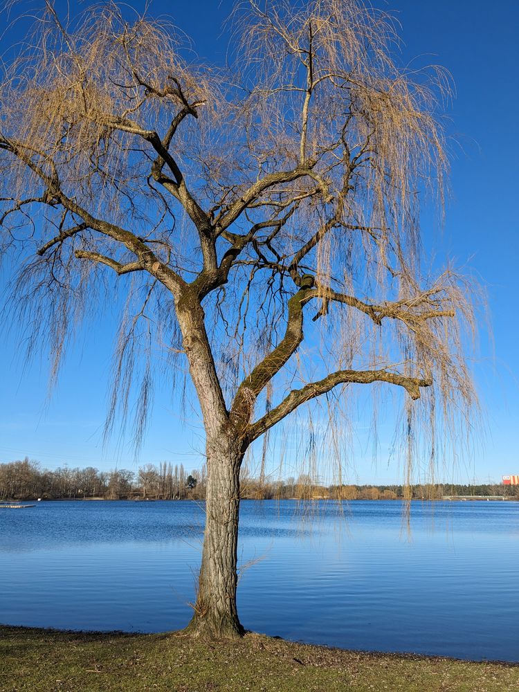 Baum der Freude